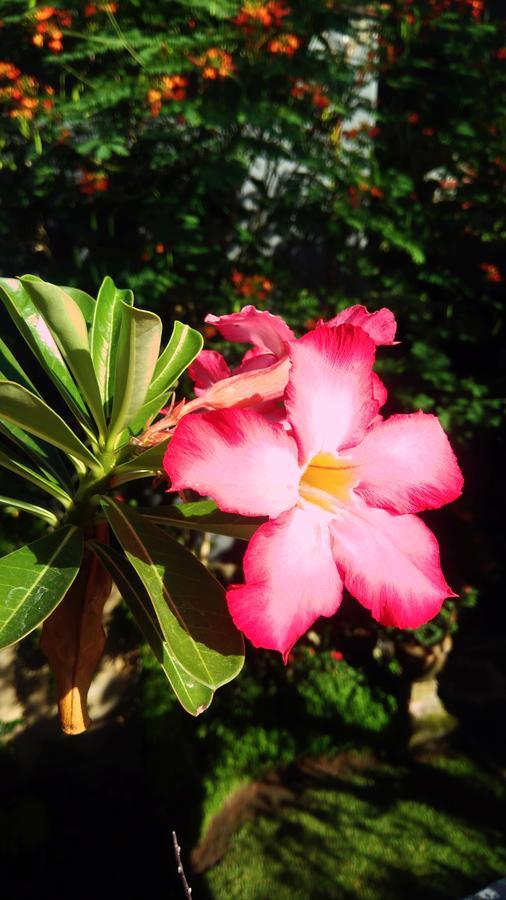 אובוד Candra Asri Bungalow מראה חיצוני תמונה