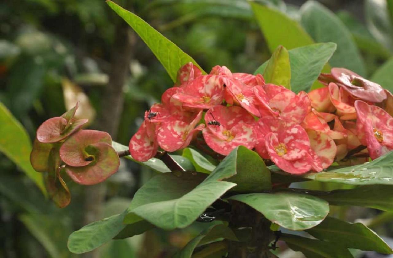 אובוד Candra Asri Bungalow מראה חיצוני תמונה
